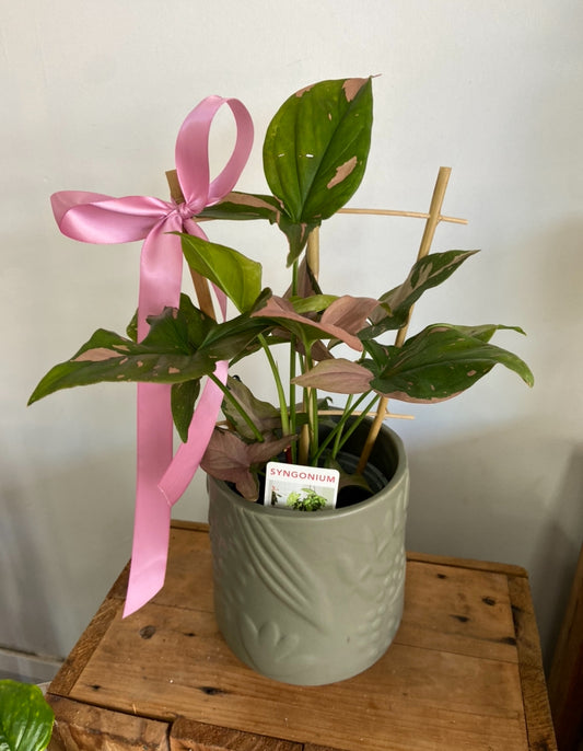 indoor green plant in beautiful sage ceramic pot