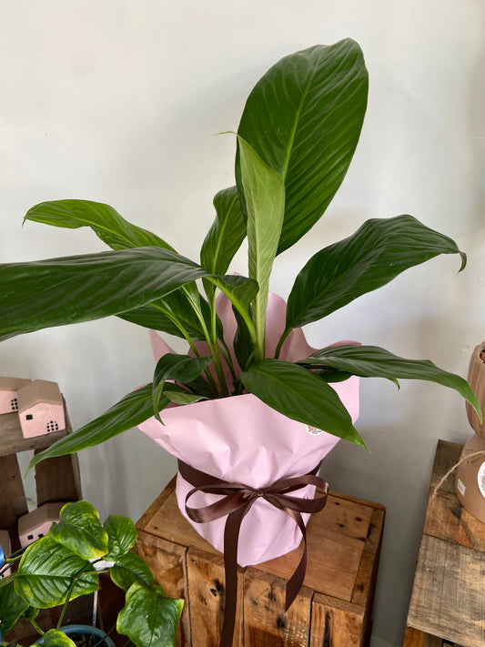 Peace Lily Plant
