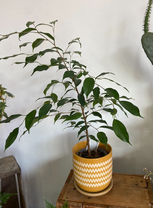 Ficus Tree in Mustard Planter