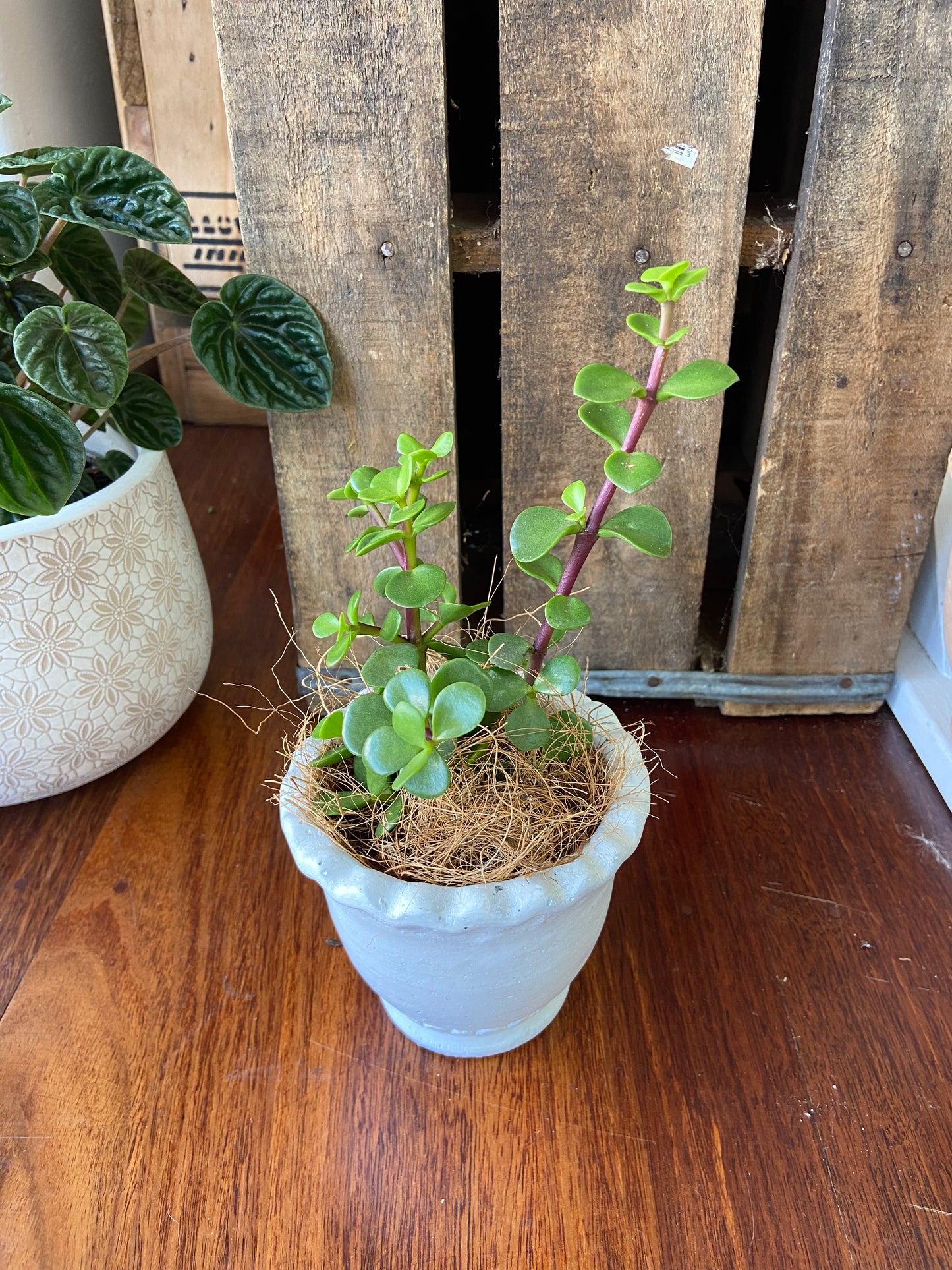 Miniature Cottage Planter