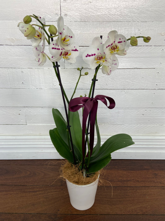 Orchid Plant