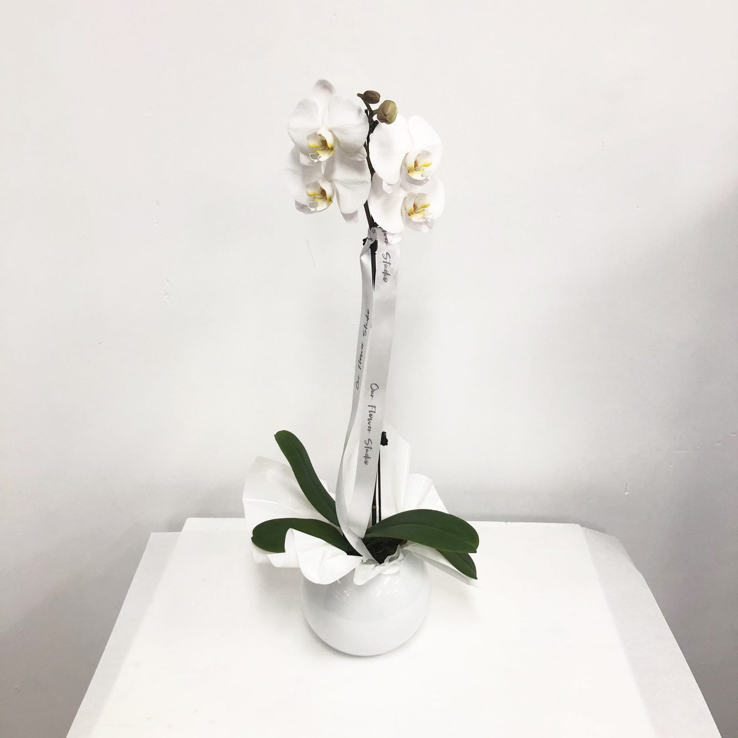 Our Flower Studio Orchid Plant