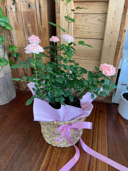 Rose Garden Gift Basket