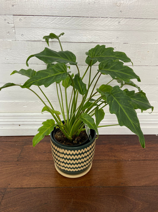 Philodendron Xanadu in a rich green ceramic planter with saucer