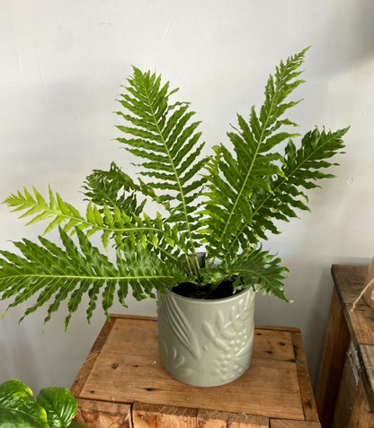 indoor green plant in beautiful sage ceramic pot