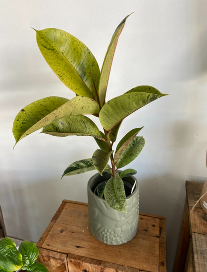 indoor green plant in beautiful sage ceramic pot