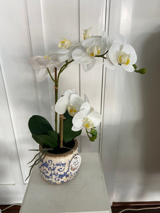 Beautiful Silk Orchid