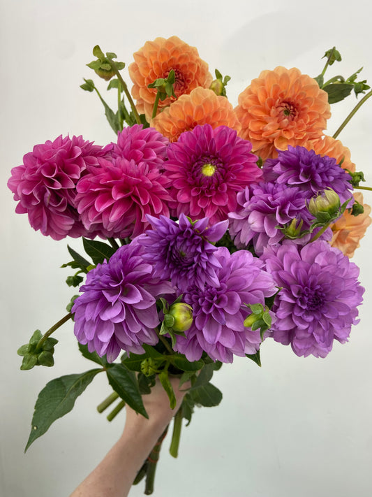 Dahlia Bunches | Our Flower Studio | Perth Hills Florist