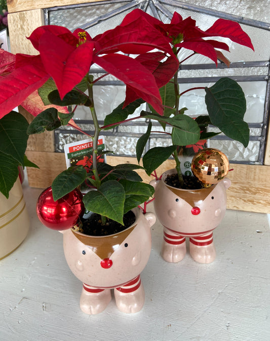 Poinsettia Mini in Reindeer planter