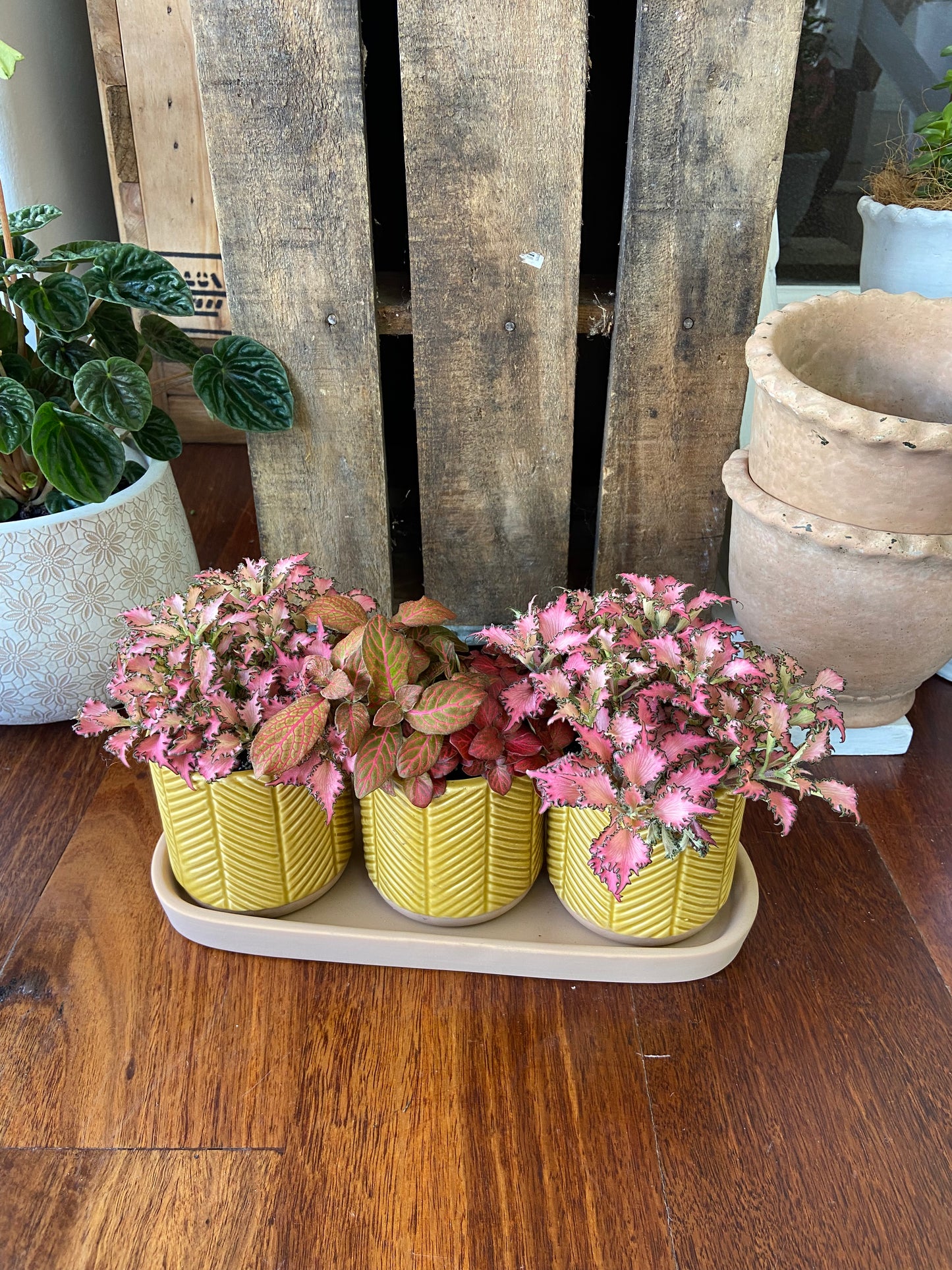 Fittonia Trio Planter