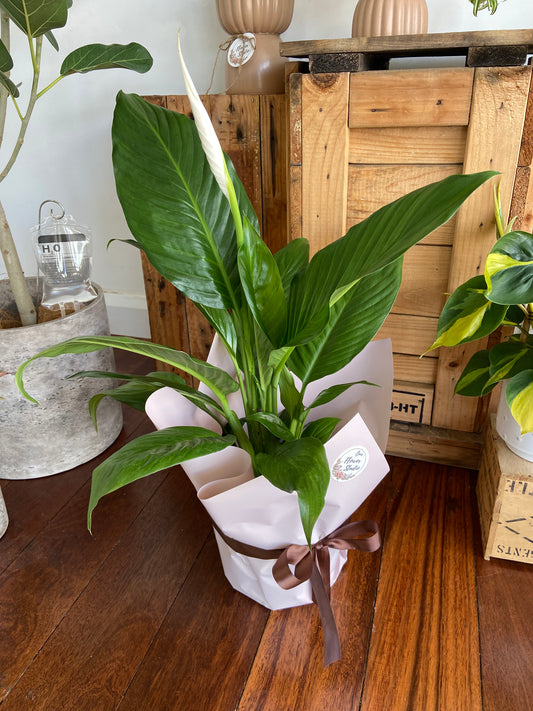 Peace lily plant