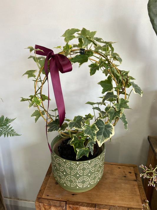 Ivy hoop in a beautiful green ceramic pot