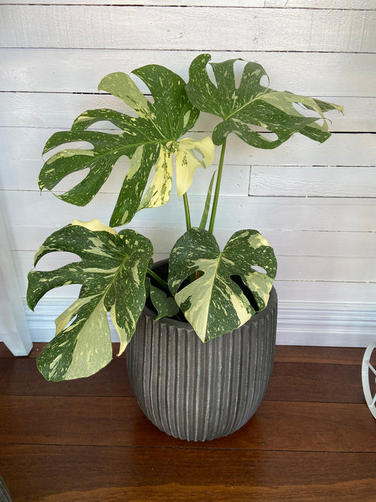 Thai Constellation Monstera in Ceramic Pot