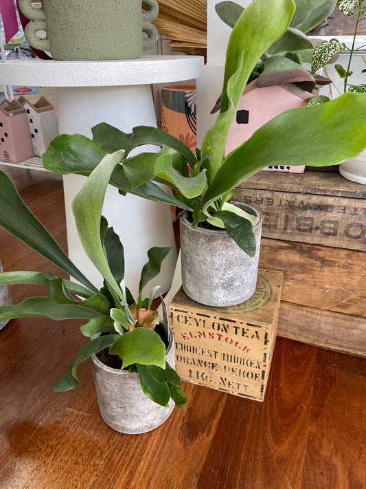 Elk Horn Fern in concrete Planter