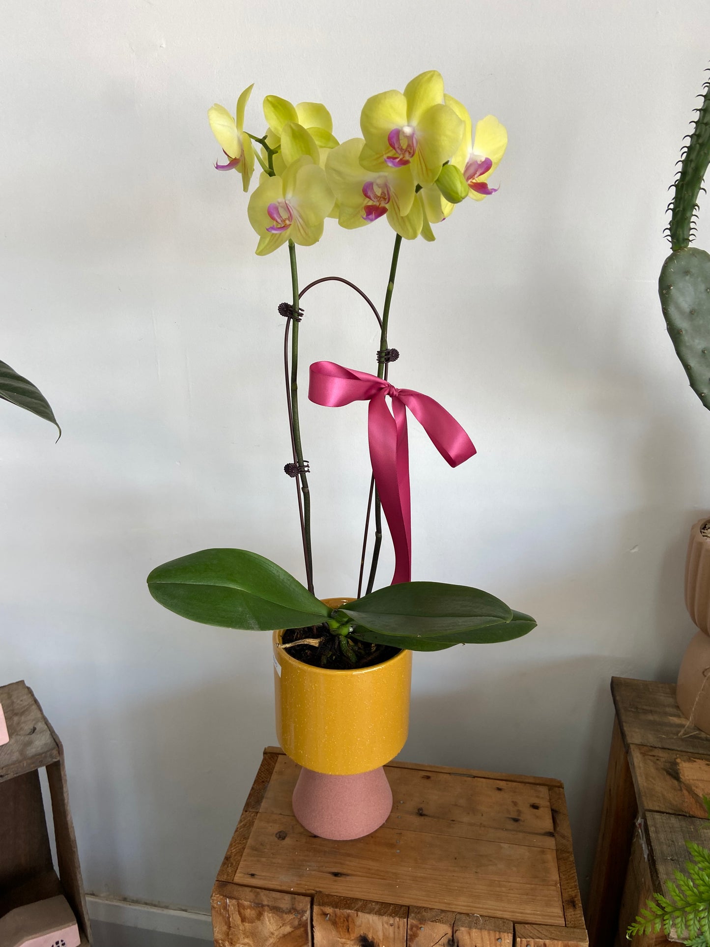 Orchid Plant