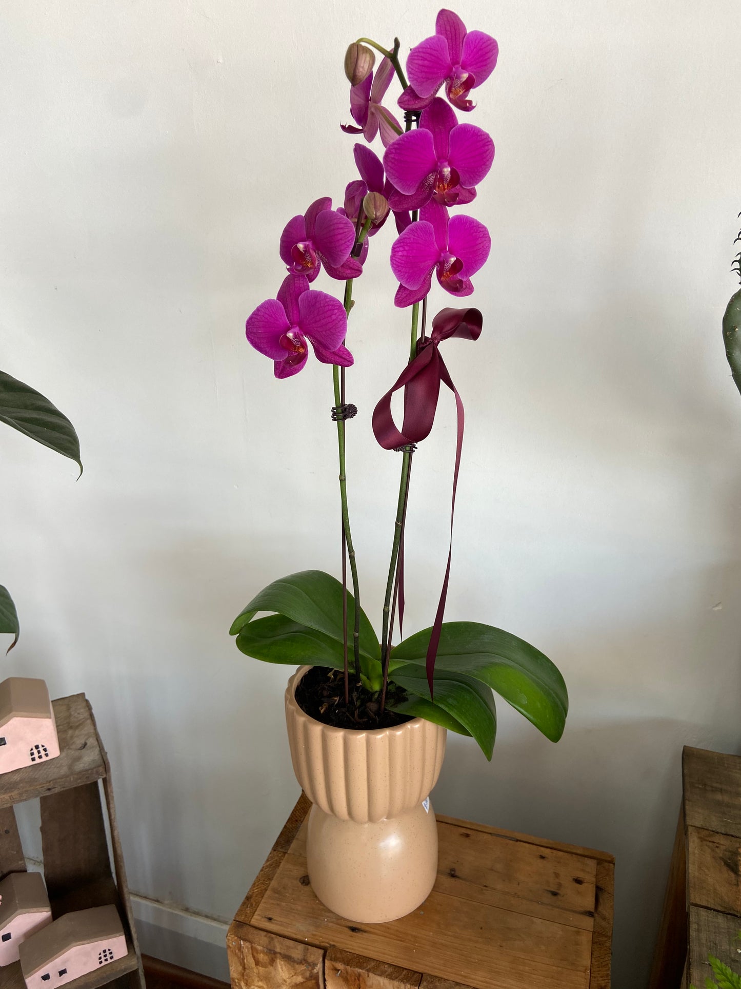 Orchid Plant