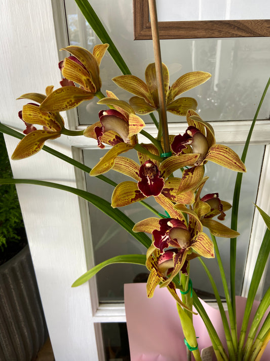 Cymbidium Orchid Plant