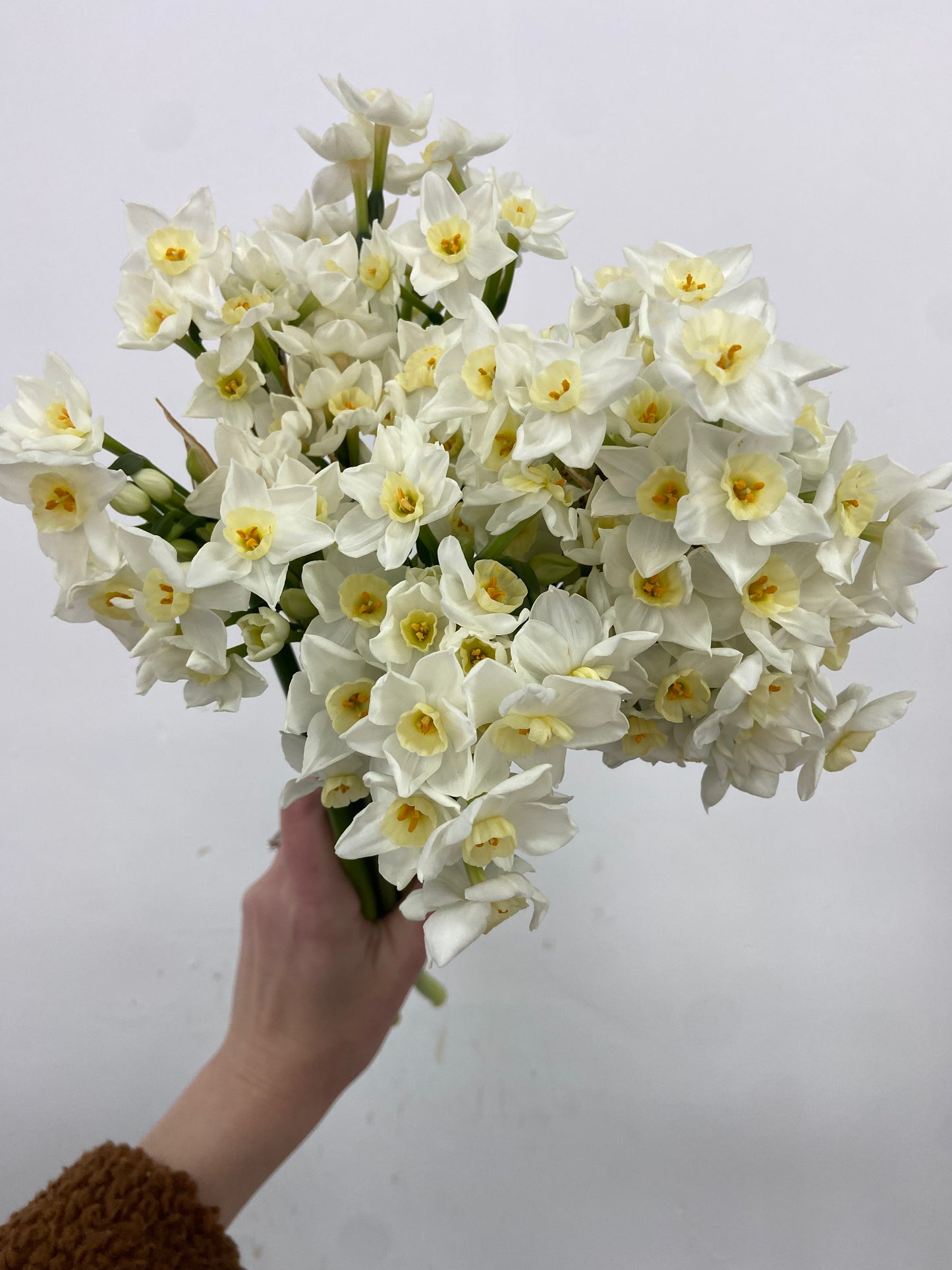 Daffodil Day Bunches