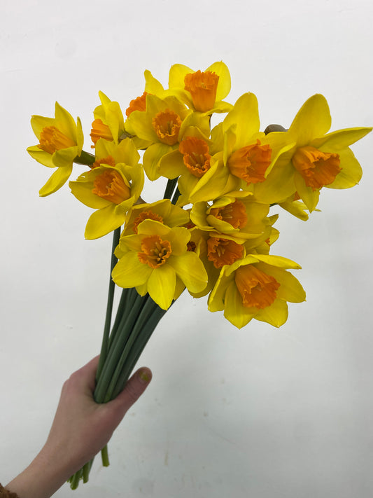 Daffodil Day Bunches
