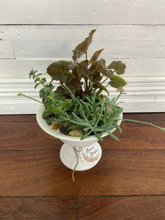 mixed plants in white urn pot