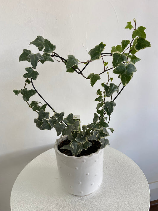 Ivy heart in ceramic pot