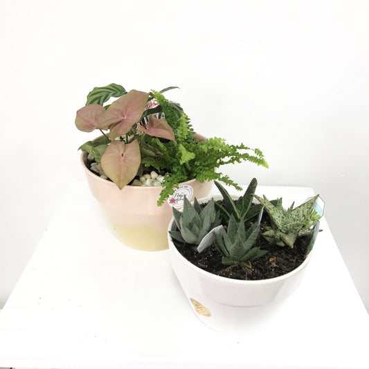 Our Flower Studio Miniature Garden Escape