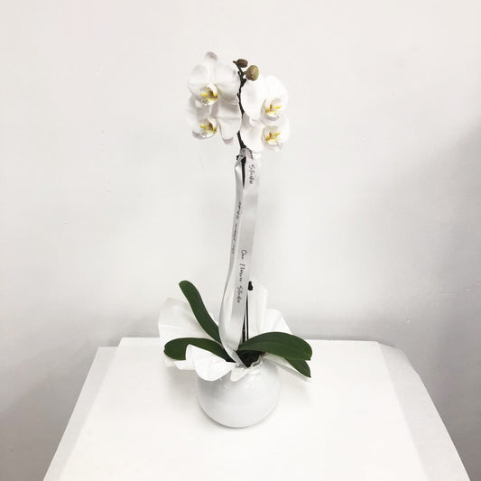 Our Flower Studio Orchid Plant